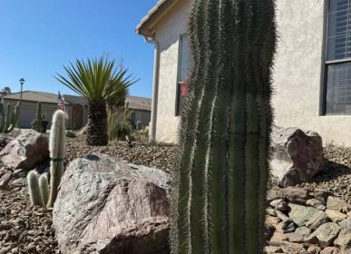 A cactus surrounded by rocks in a yard, showcasing a natural desert landscape.